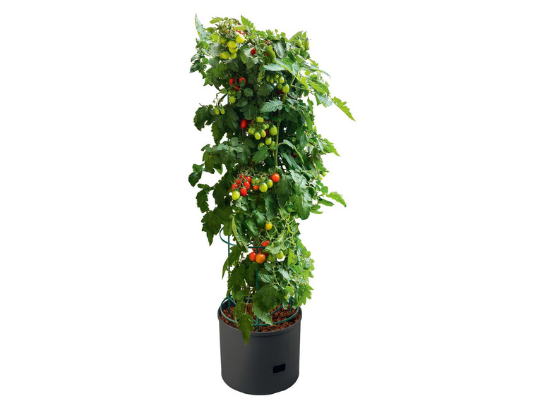 Prejsť na zobrazenie na celú obrazovku: PARKSIDE® Kvetináč na paradajky – obrázok 2
