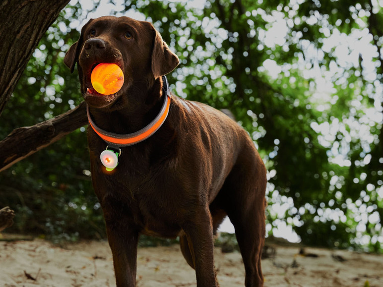 Prejsť na zobrazenie na celú obrazovku: Zoofari Svietiaca LED hračka pre psy – obrázok 7