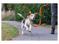 Beagle beží na chodníku na oranžovej vôdzke.