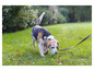 Beagle na vodítku šnupe po zemi v tráve