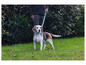 Beagle pes na vodítku v tráve.