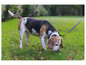 Beagle na zelenom trávniku na vodítku.