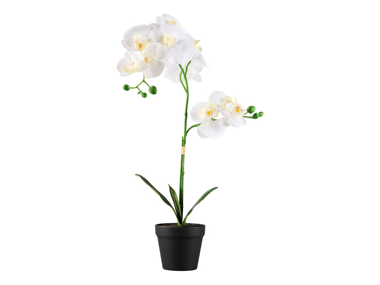 Biela orchidea v čiernom kvetináči.
