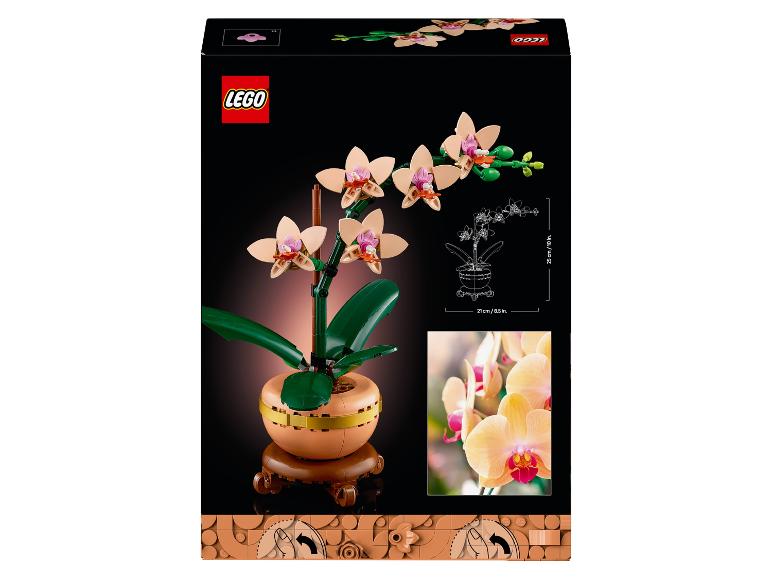 Hračkárska orchidea v kvetináči, vysoká 25 cm a široká 21 cm.