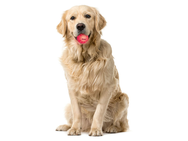 Prejsť na zobrazenie na celú obrazovku: zoofari® Svietiace LED hračky pre psa – obrázok 18
