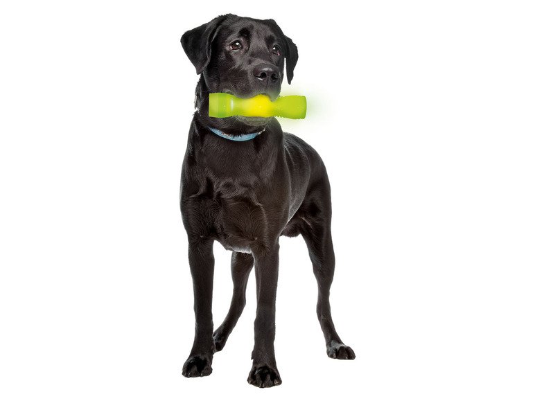 Prejsť na zobrazenie na celú obrazovku: zoofari® Svietiace LED hračky pre psa – obrázok 5