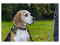 Beagle na zelenej tráve na vodítku.