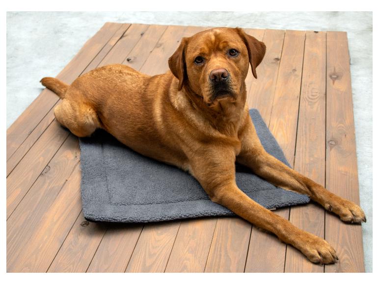 Hnedý labrador ležiaci na sivej podložke pre psov na drevenej podlahe.