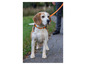 Beagle na oranžovom obojku, vedený na vodítku, pozerá doprava.