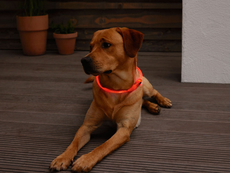 Prejsť na zobrazenie na celú obrazovku: zoofari® LED obojok pre psa – obrázok 3
