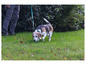 Beagle na tráve na vodítku.