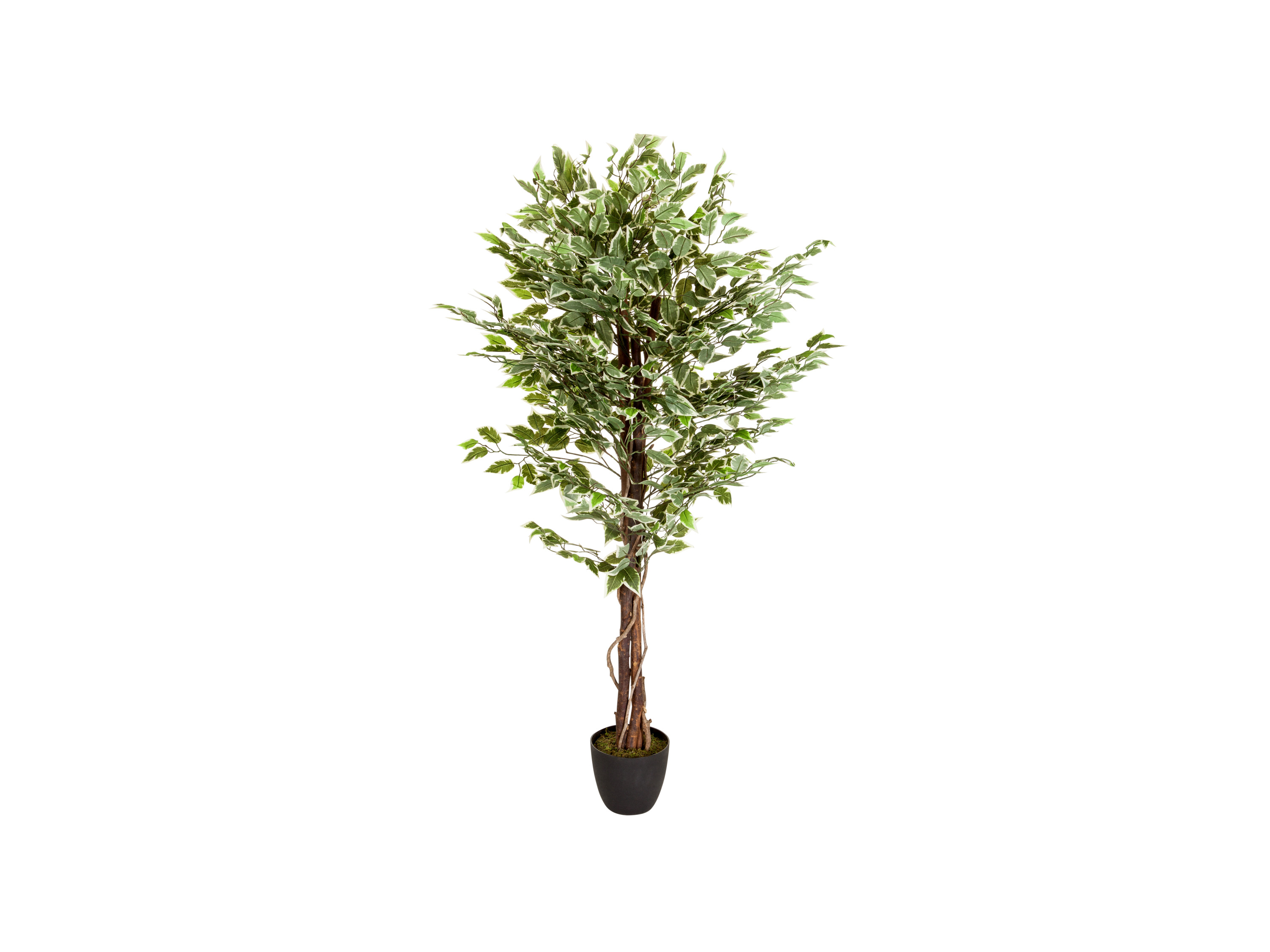 hjh OFFICE Umelá rastlina FICUS