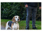 Beagle na vodítku, fotografovaný v parku.