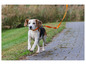 Beagle beží na vodítku po betónovej ceste.