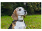 Beagle na zelenej tráve, pozerajúci sa nahor.