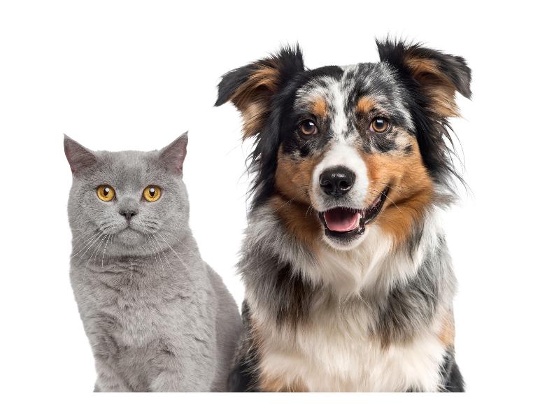 Sivá britská mačka a austrálsky ovčiak.