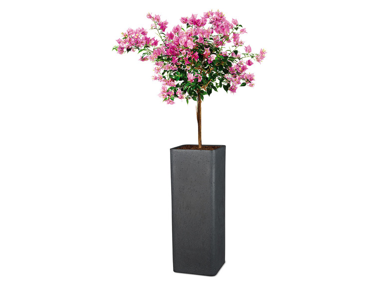 Prejsť na zobrazenie na celú obrazovku: Scheurich Vysoký kvetináč Cube High, 26 x 26 x 70 cm – obrázok 3