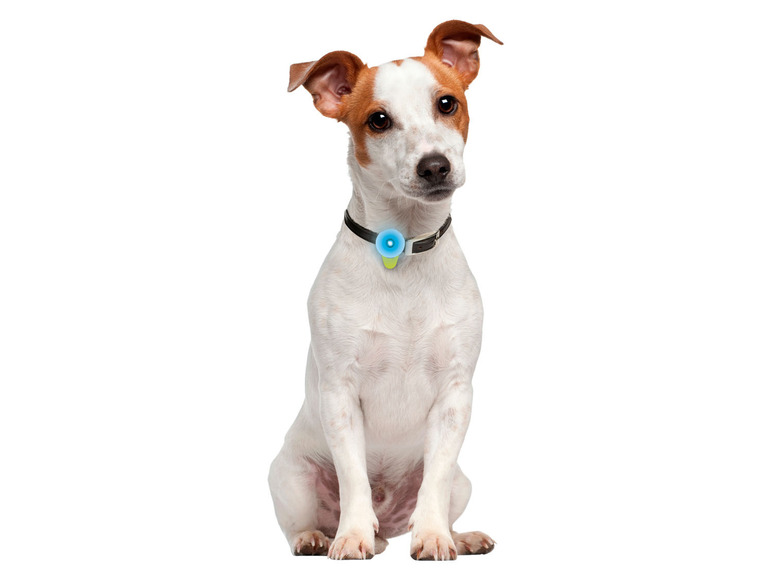Prejsť na zobrazenie na celú obrazovku: zoofari® Svietiace LED hračky pre psa – obrázok 4