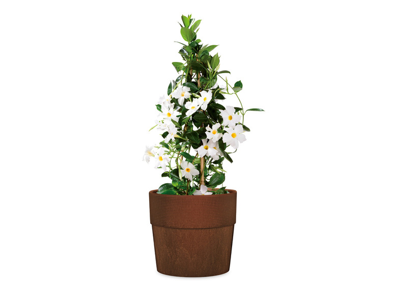 Scheurich Kvetináč Groove Plus, 31 l (orech)