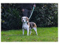 Beagle pes s modrou vodítkom kráča po tráve.