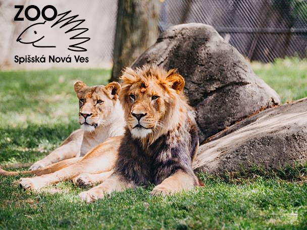 Dva levy odpočívajúce na tráve s logom ZOO Spišská Nová Ves.