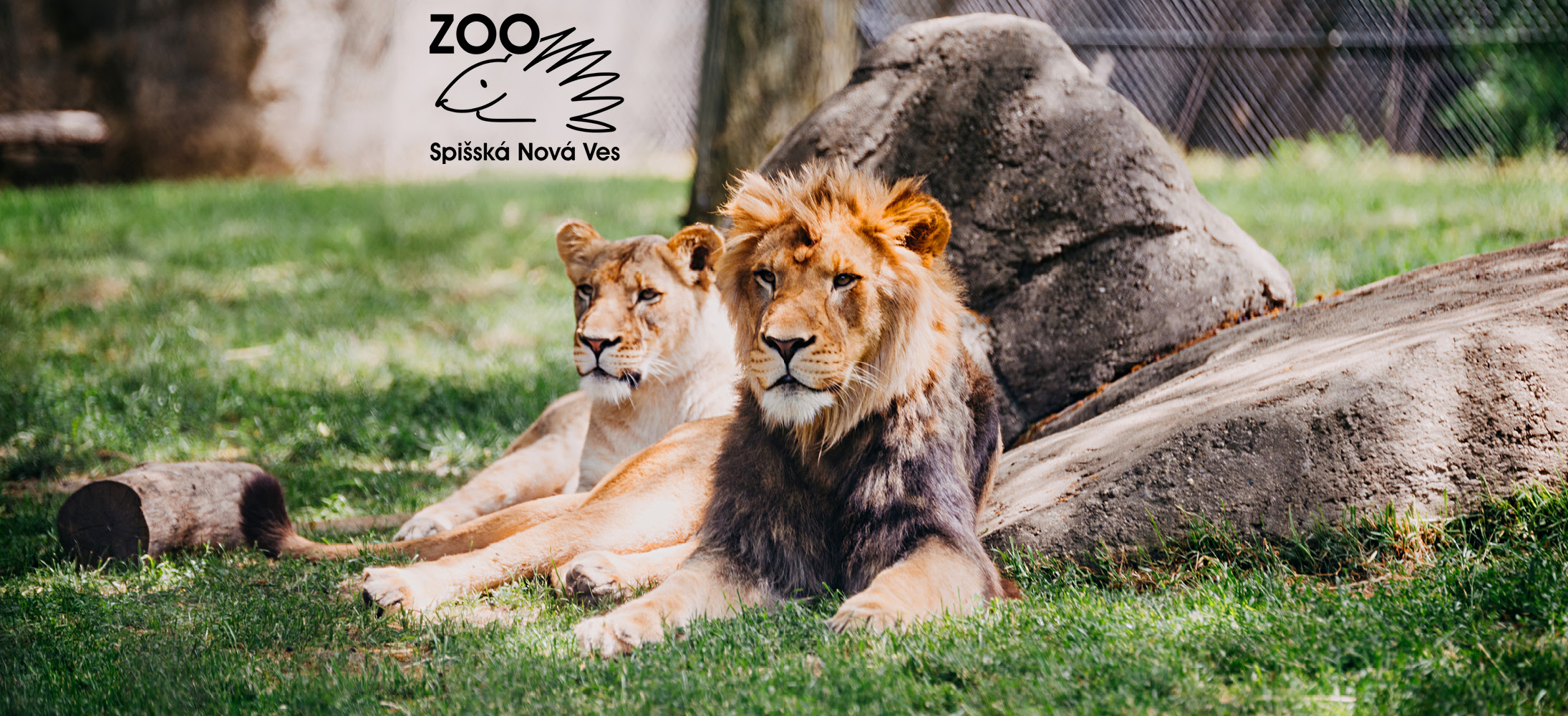 Dva levy odpočívajúce na tráve s logom zoo Spišská Nová Ves.