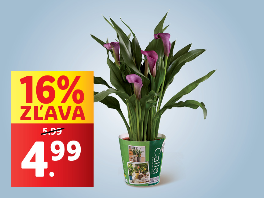 Kvety od 7. júla